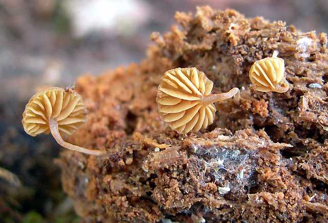 Una strana Galerina  lillipuziana